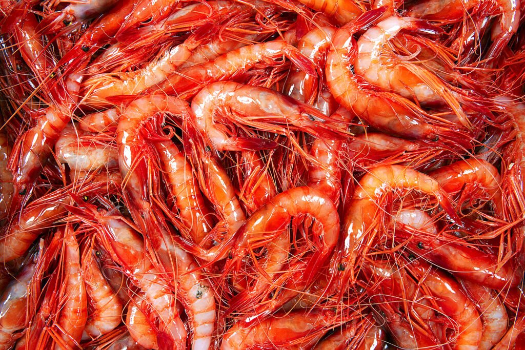 gamba 3 1