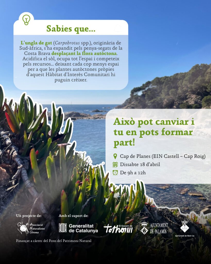 sortida ungles de gat castell