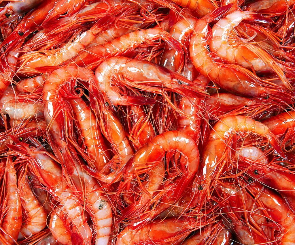 gamba 3.jpg 1A 1024x849 1